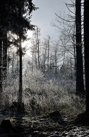 Backlight - smaller format