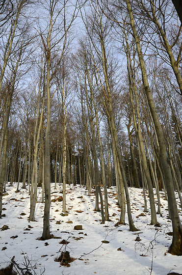 Beeches - smaller format