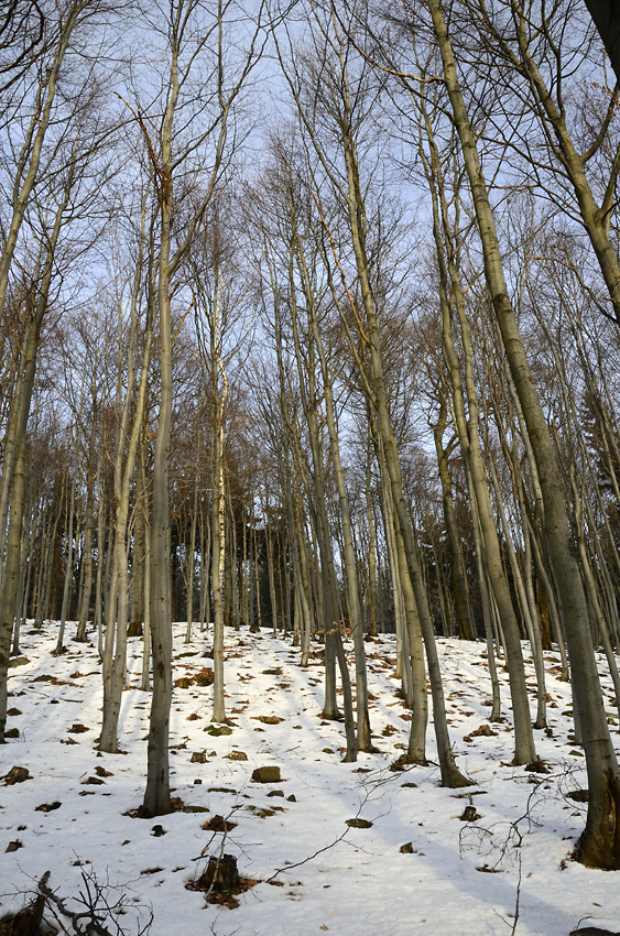 Beeches - larger format