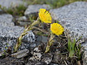 Coltsfoot - main link