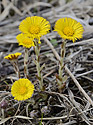 Coltsfoot - main link