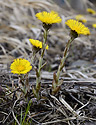 Coltsfoot - main link