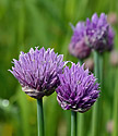 Chives - main link