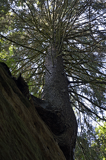 Spruce from below - smaller format