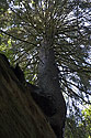 Spruce from below - main link