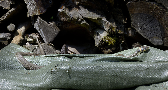 Grass snake - smaller format