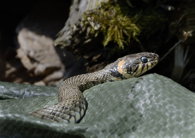 Grass snake - smaller format