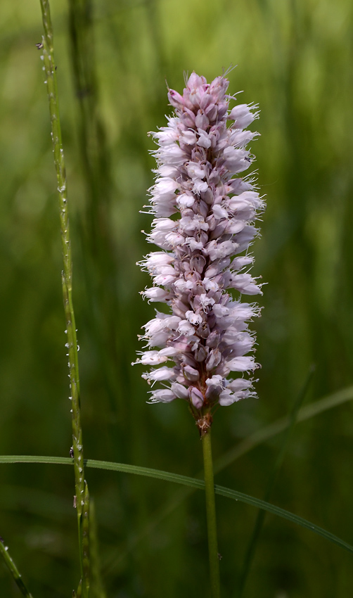 Snakeroot - larger format