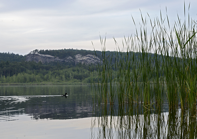 Evening at "Mosquito Pond" - smaller format