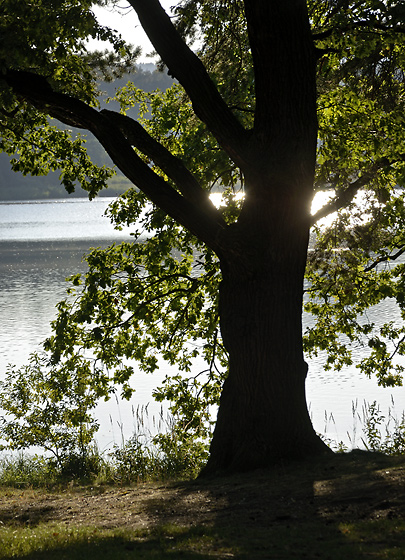 Early evening at the pond - smaller format