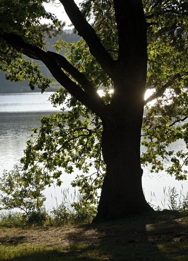 Early evening at the pond - larger format