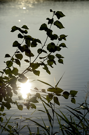 Early evening at the pond - smaller format