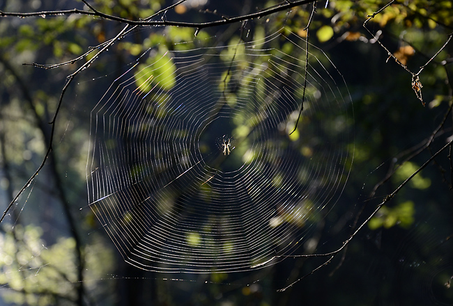 Cobweb - smaller format