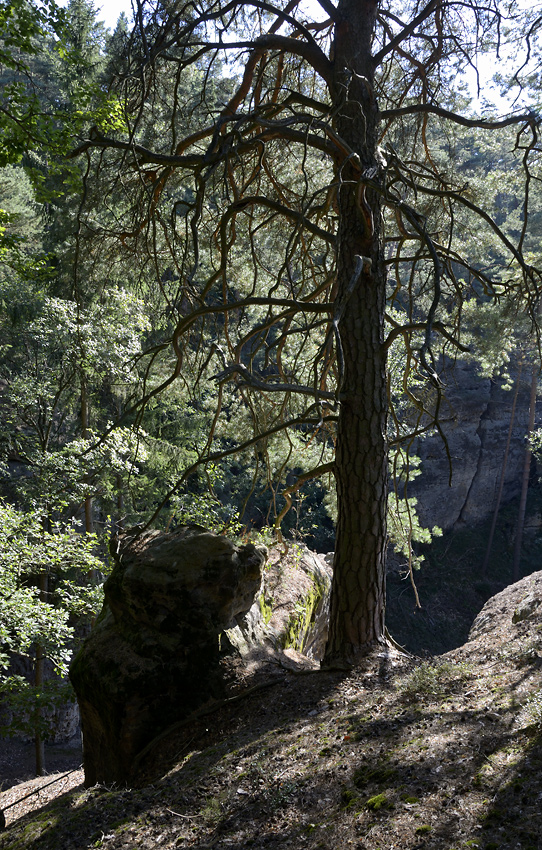 Pines of "Rovers Hills" - larger format