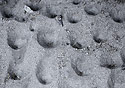 Antlion holes - main link