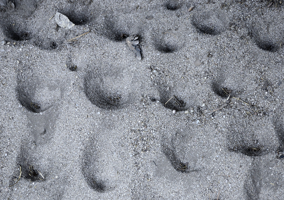 Antlion holes - larger format