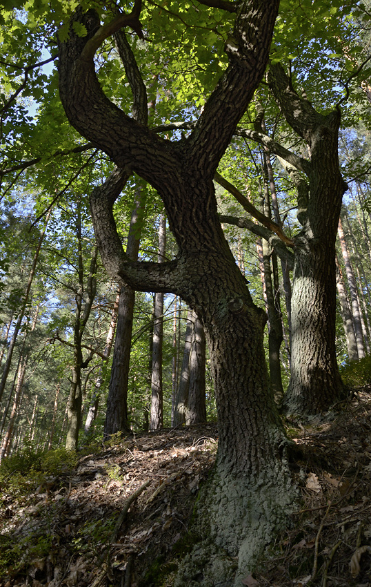 Oaks - larger format