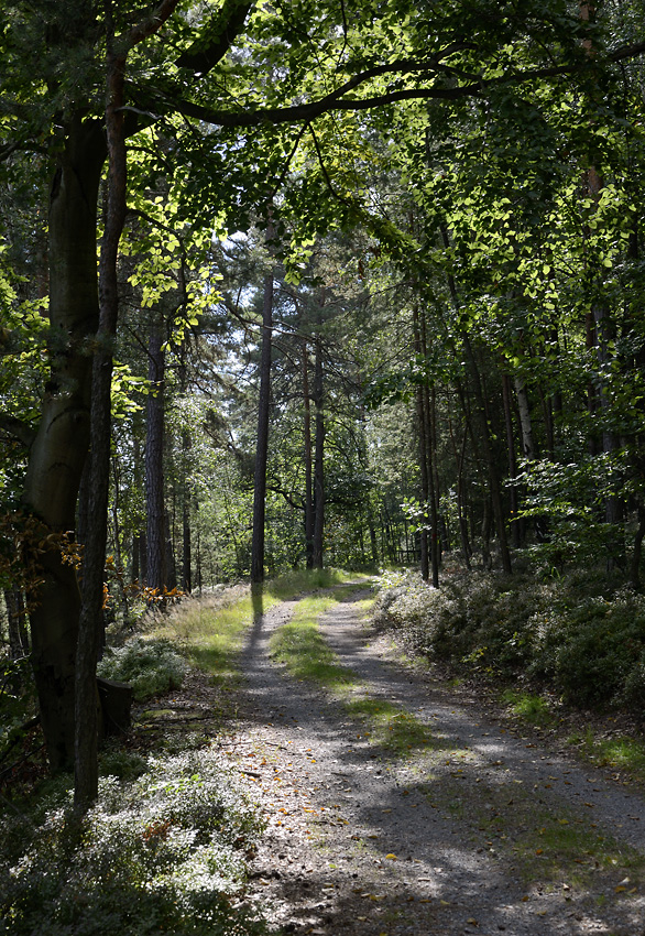 On the "Goose Path" - larger format