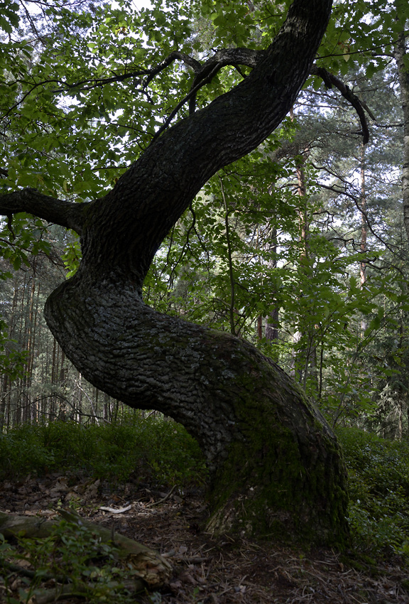 Oak - larger format