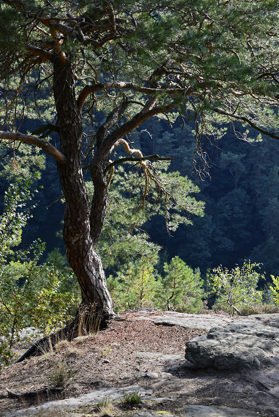 On the rock - larger format