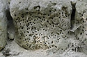 Bioturbation - main link