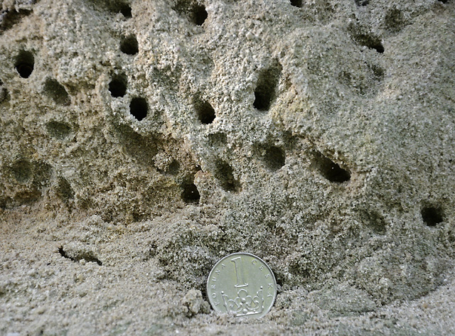 Bioturbace - men formt