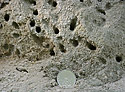 Bioturbace - hlavn odkaz