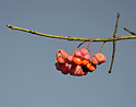 Plody brslenu - hlavn odkaz