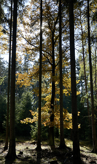 Autumn in wood - smaller format