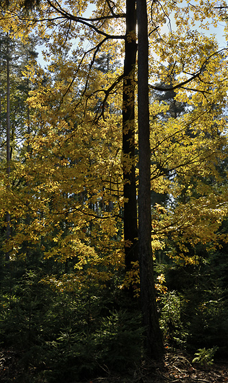 Autumn in wood - smaller format