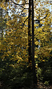 Autumn in wood - main link