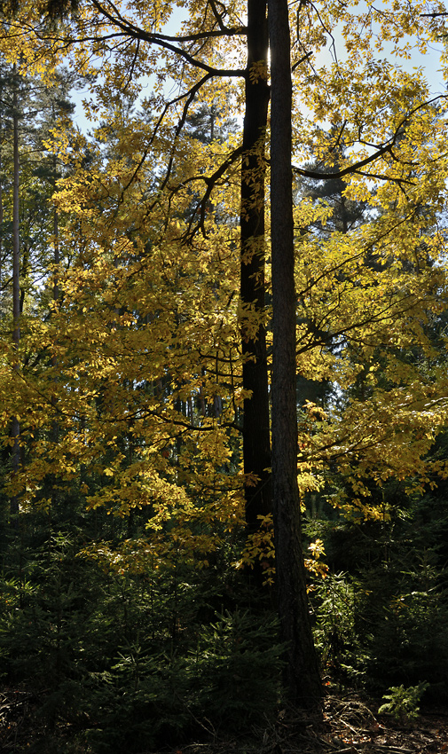 V podzimnm lese - vt formt