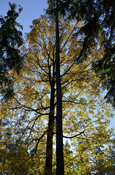 Autumn in wood - smaller format