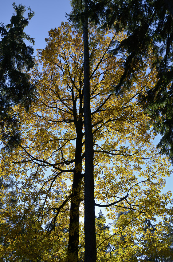 Autumn in wood - larger format