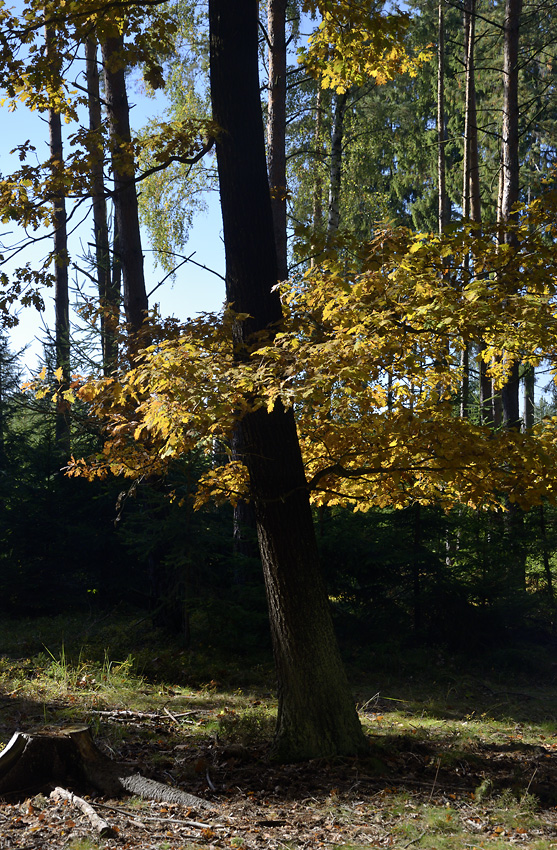 Autumn in wood - larger format