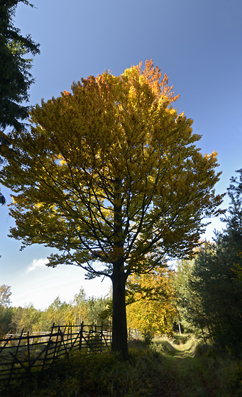 Autumn in wood - smaller format