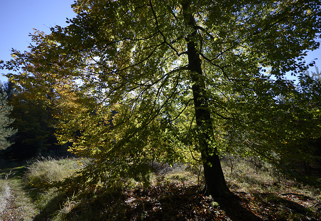 Autumn in wood - smaller format