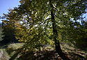 Autumn in wood - main link