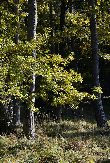 Autumn in wood - smaller format