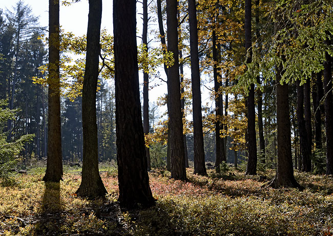 Autumn in wood - smaller format