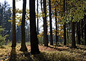 Autumn in wood - main link