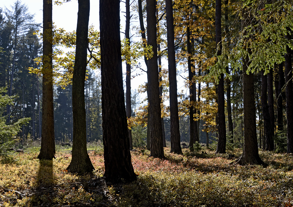 Autumn in wood - larger format