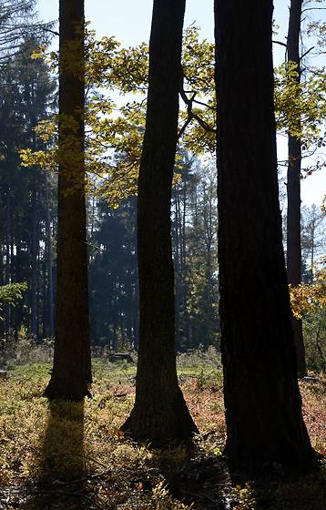 Autumn in wood - smaller format