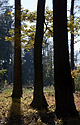 Autumn in wood - main link