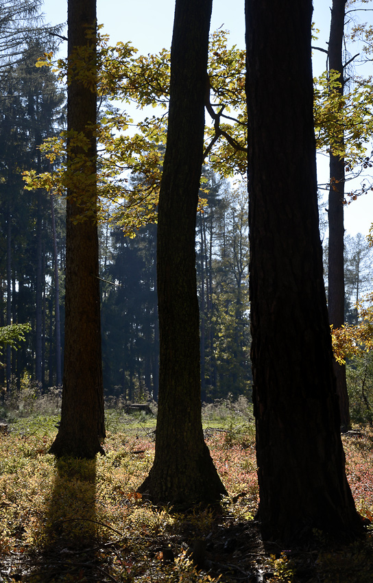 Autumn in wood - larger format