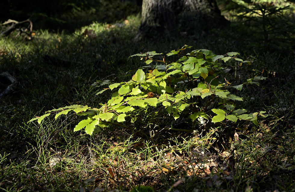 Autumn in wood - larger format