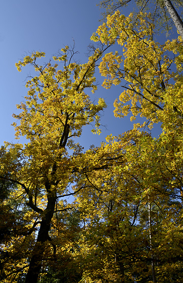 Autumn in wood - smaller format