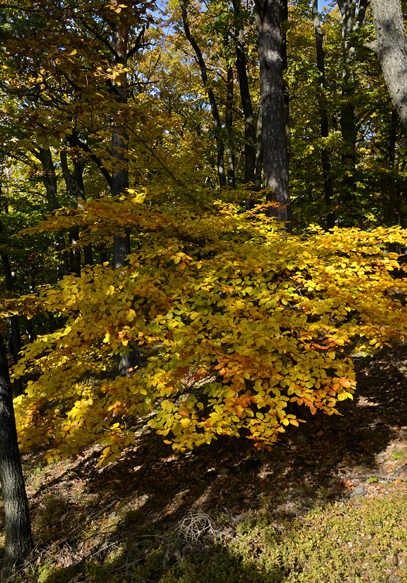 Autumn in wood - larger format