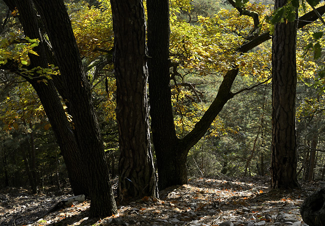 Autumn in wood - smaller format