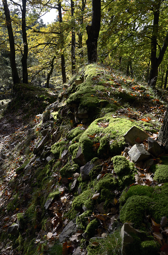 In an old quarry - larger format